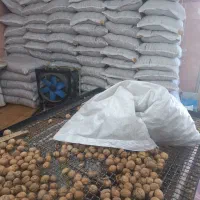 نیازمند کارگر با سابقه در کار گردو