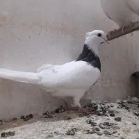 کبوتر طوقی قناری سهره فنچ گلدین طوطی برزیلی