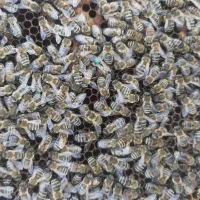 لاین کردوان