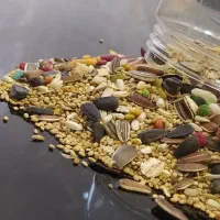 مخلوط کبوتری و عروس