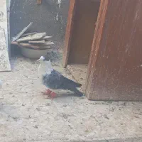 کفتر