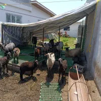 فروش تعدادی گوسفند ،نژاد دو قلو زا