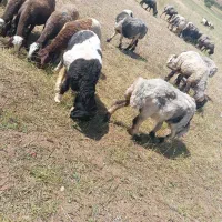 90تامیش ترکی با 80تابره 3تاقوچ 2تادوبور
