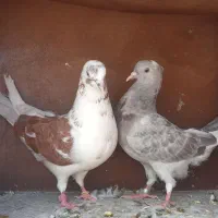 کبوتر