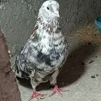 جفت سرور