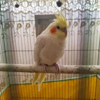 یک جفت عروس هلندی مولد