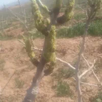 پیوند زنی درختان پسته به صورت حرفه ای وتضمینی
