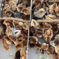 جوجه گلپایگانی