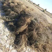یک عددخرمن کاه گندم امسالی