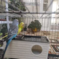یک جفت مرغ عشق