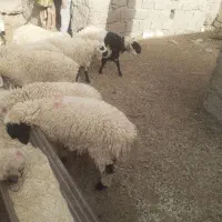 ۲۱ بره نر ۳ تا ماده قیمت دونه ۱۹۵۰۰