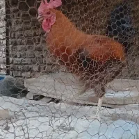 حیوانات