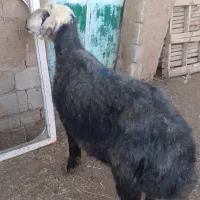فروش قوچ درجه یک