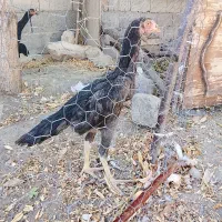 جوجه اوشامو