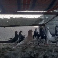 کفتر|پرنده|شیراز, جمال آباد|دیوار