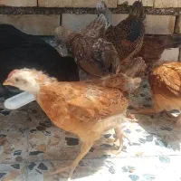 جوجه محلی