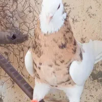 فروش چند گونی کود کبوتر