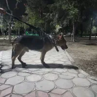 سگ ژرمن شیپرد