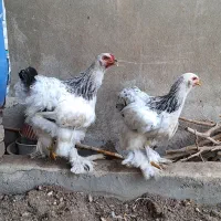 مرغ و خروس برهما