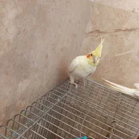عروس هلندی گمشده