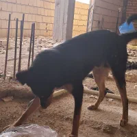 سگ دو رگ دوبرمن