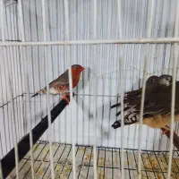 یک جفت فنچ فول اورنج با دو جوجه دون خور