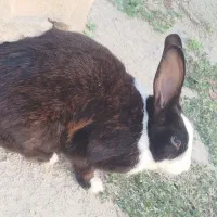 خرگوش