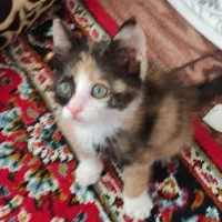 بچه چ