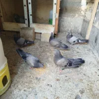 سبز ملقی نرماده باجوجه هاشون