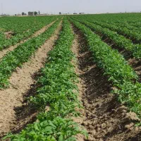 فروش سلف سیب زمینی