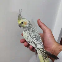 جفت عروس و 1مینا معاوضه با 1ملنگو