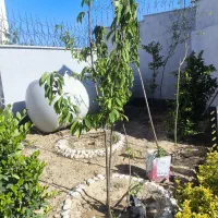 نهال گیلاس وهلو