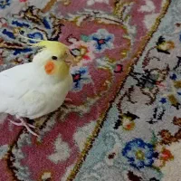 عروس هلندی