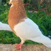 طوقی|پرنده|فسا, |دیوار