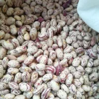 لوبیا چیتی صالح