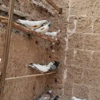 کبوتر پرشی