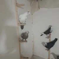 ۱۲ تا کفتر فروشی