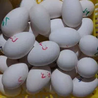 تخم غاز برگشتی سالم