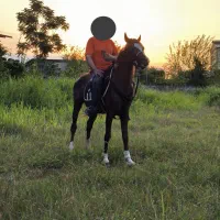 ا.س.ب عرب ایرانی خالص