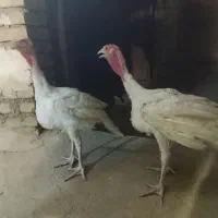 بوقلمون محلی