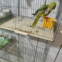 طوطی ملنگو وسنگال