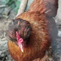 مرغ و خروس کاکلی وپاپروبرهما..