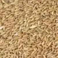 گندم بذر اصلاح شده فروشی