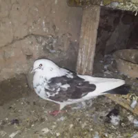 کبوتر