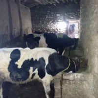 گوساله نر