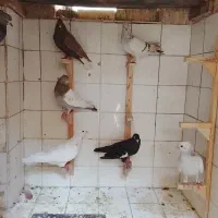 کفتر ماده