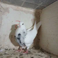 جوانه طوقی جهت برکت