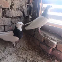 کفتر|پرنده|خوسف, |دیوار