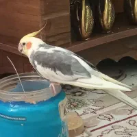 گمشده ،عروس هلندی،خلیل آباد