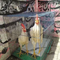 خروس محلی